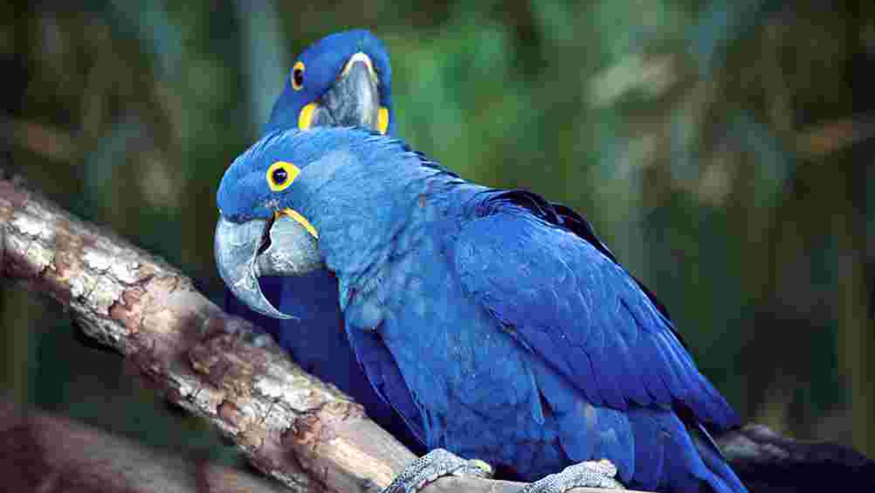 Toxic and Dangerous Foods